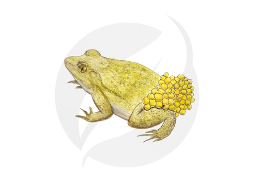 Sapo partero común