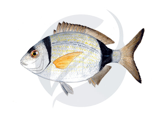 Mojarra