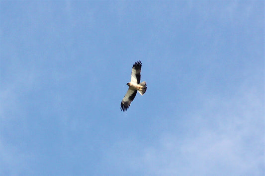 Observación de aves migradoras en Sant Ramon