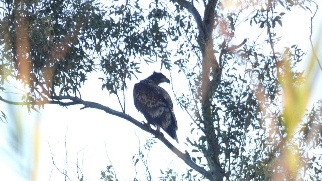 Pigargo europeo en el Delta del Llobregat