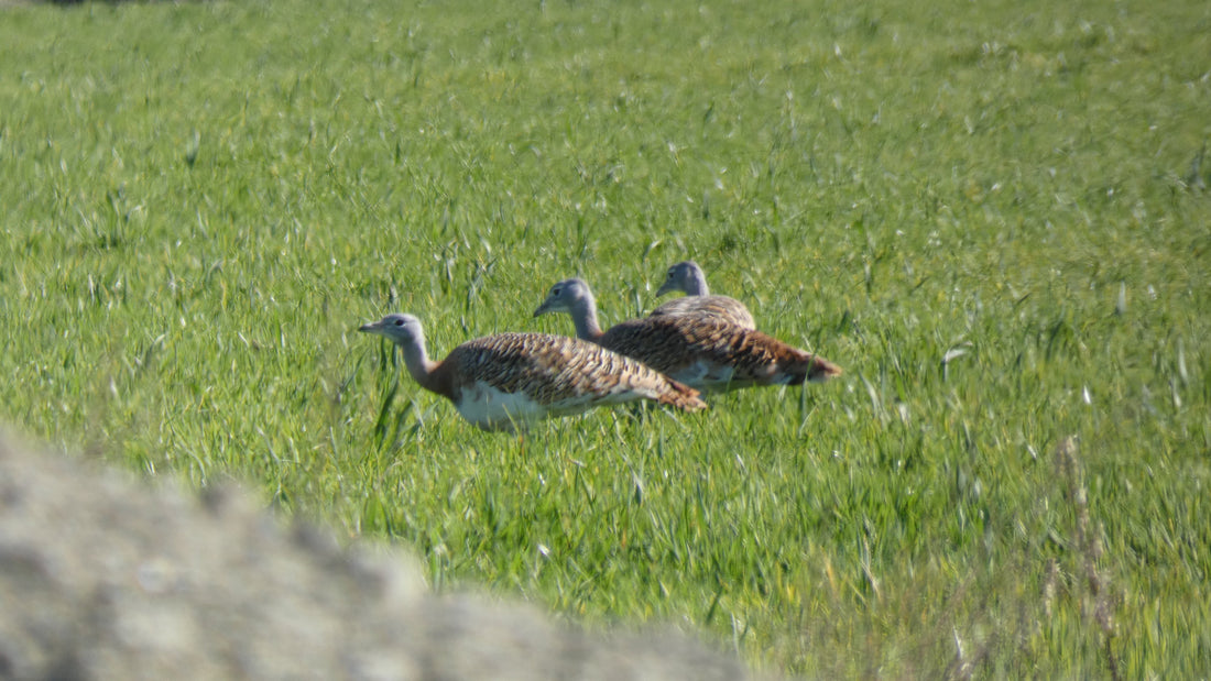 De paso por Madrid, y de paso... avutardas