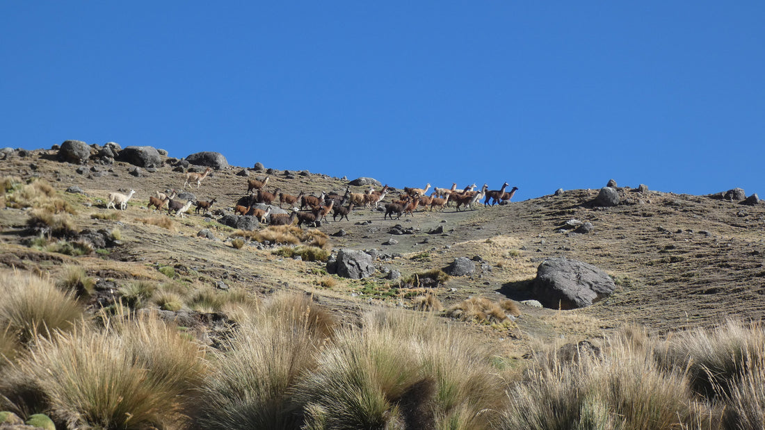 Explorando Perú