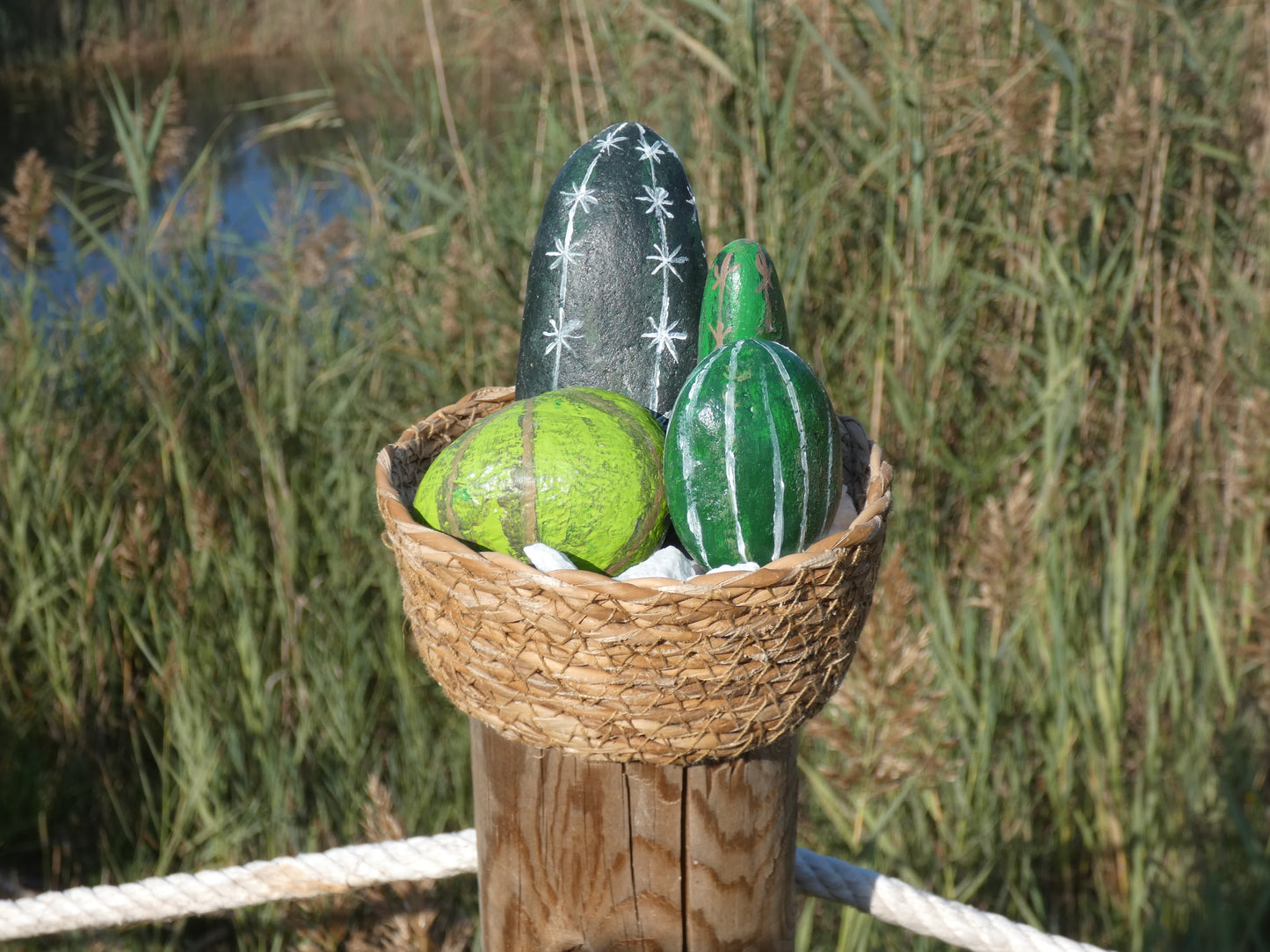 Cactus de piedra