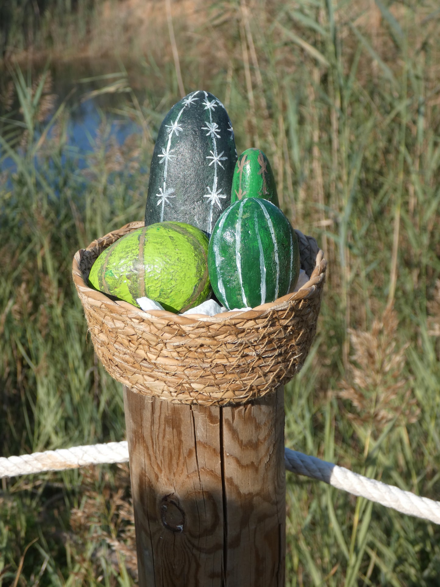 Cactus de piedra