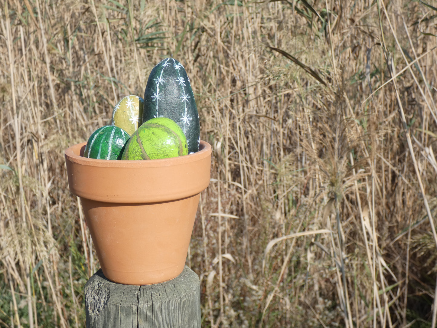 Cactus de piedra