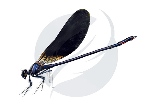 Libélula Calopteryx haemorrhoidalis