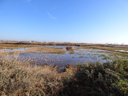 Excursión ornitológica - ESPAIS NATURALS DEL RIU (RN DELTA DEL LLOBREGAT)