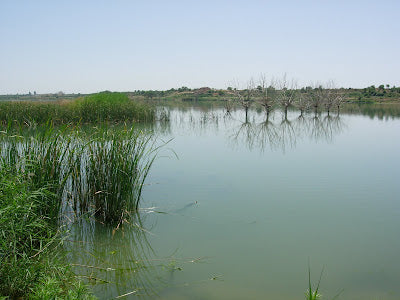 Excursión ornitológica - ESTANY D'IVARS I VILA-SANA Y SECÀ DE BELIANES-PREIXANA